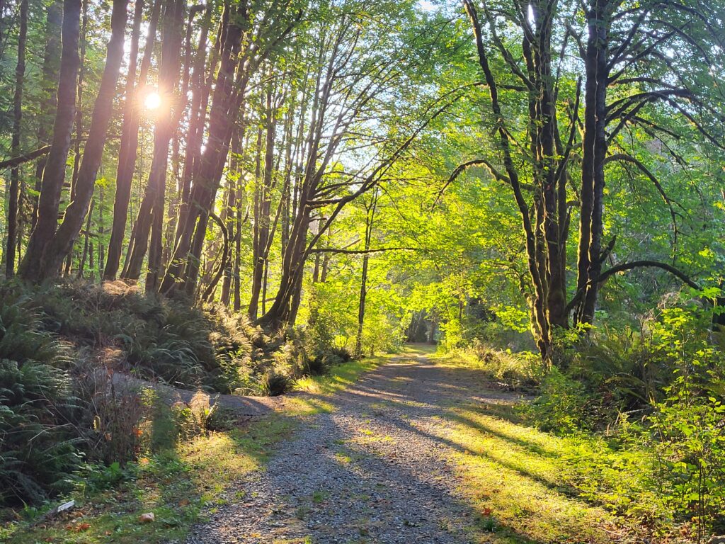 Vancouver Island path in the woods
