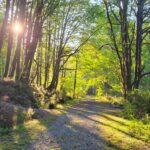 Vancouver Island path in the woods