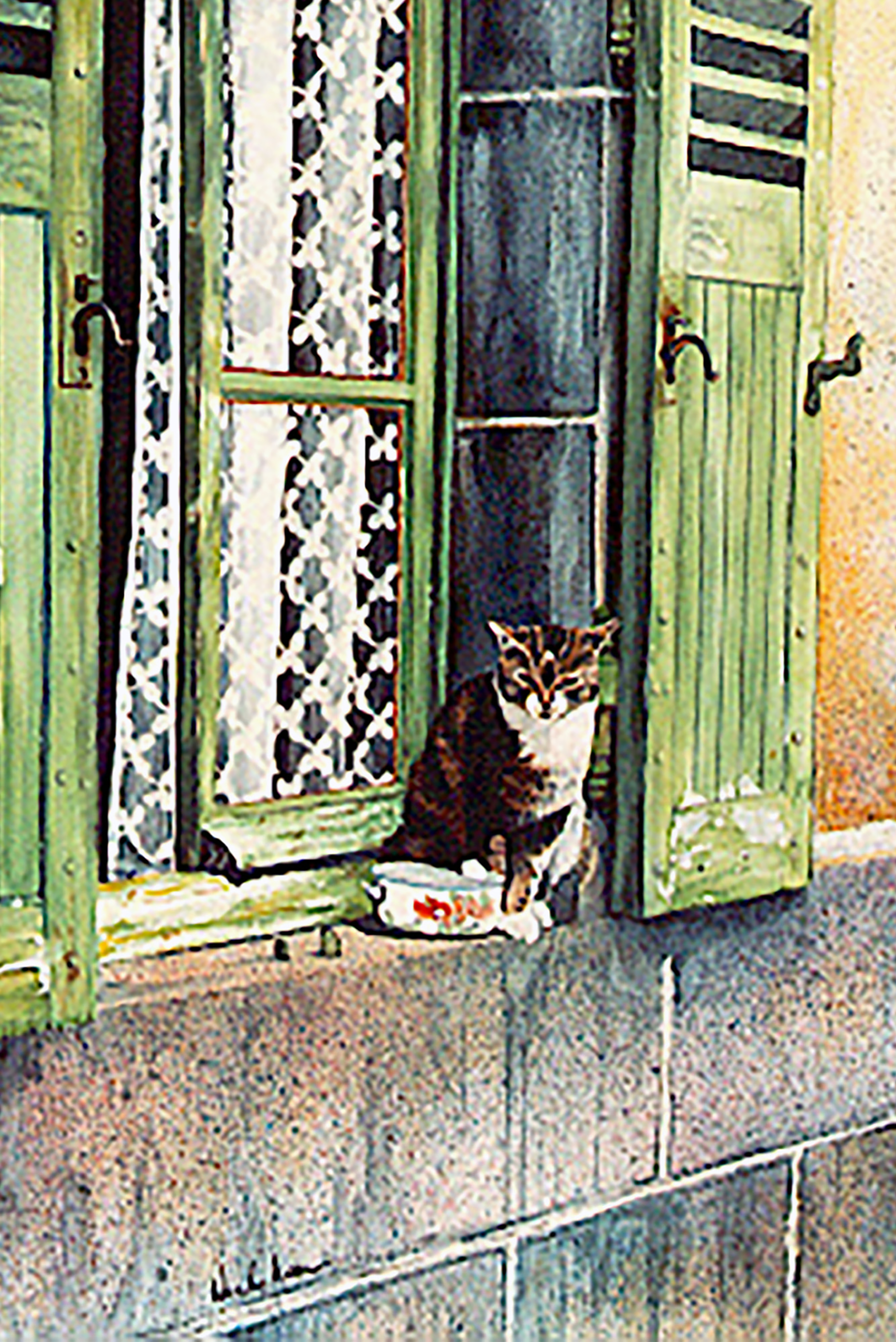 Cat in Window