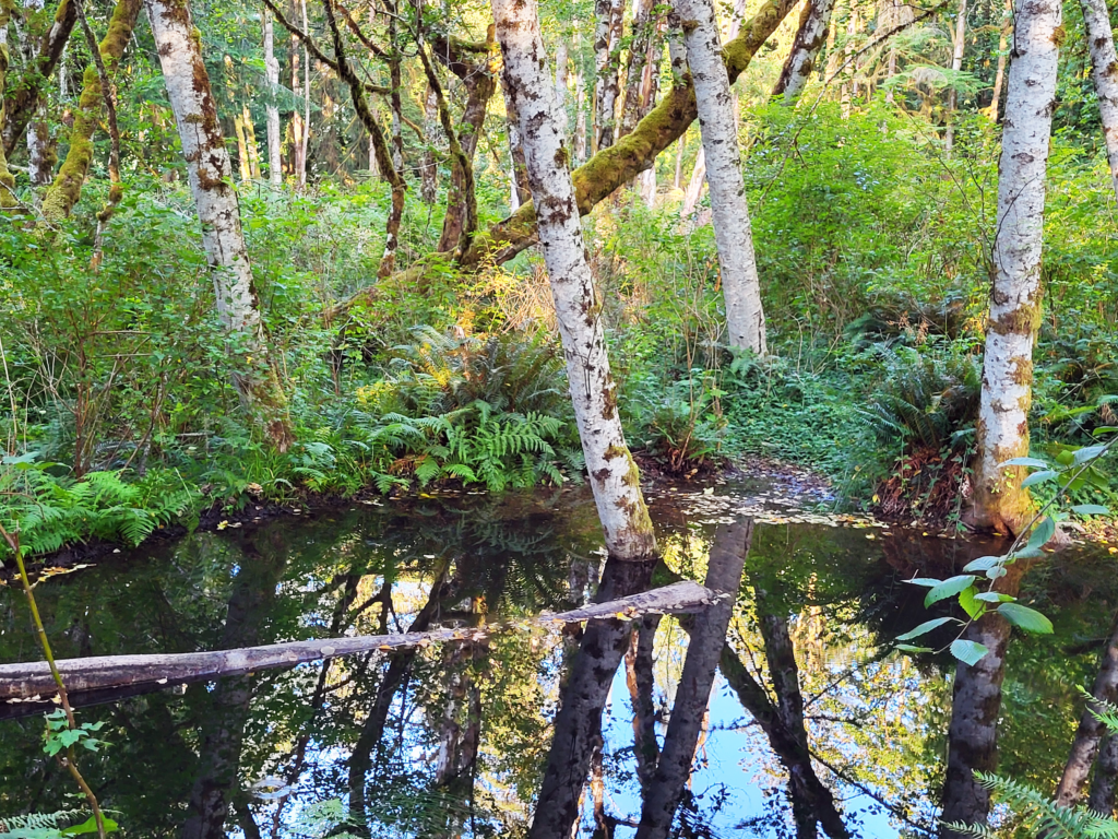 Forest pond