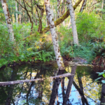 Forest pond