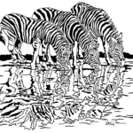 zebras